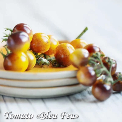 Cherry tomato Bleu Feu